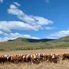 племенные телки калмыцкая, казахская  в Улан-Удэ и Республике Бурятия