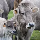 Россельхознадзор: На севере Бурятии фермеров оштрафовали за отказ от вакцинации скота против ящура