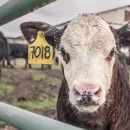 Погибших из-за химикатов коров обнаружили в реке в Бурятии