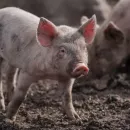 В Бурятии опасаются вируса африканской чумы свиней