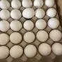 яйца куриные  в Улане-Удэ 4