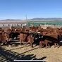 бычки на откорм и убой казахи, калмыки в Улан-Удэ и Республике Бурятия 2