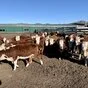 бычки на откорм и убой казахи, калмыки в Улан-Удэ и Республике Бурятия